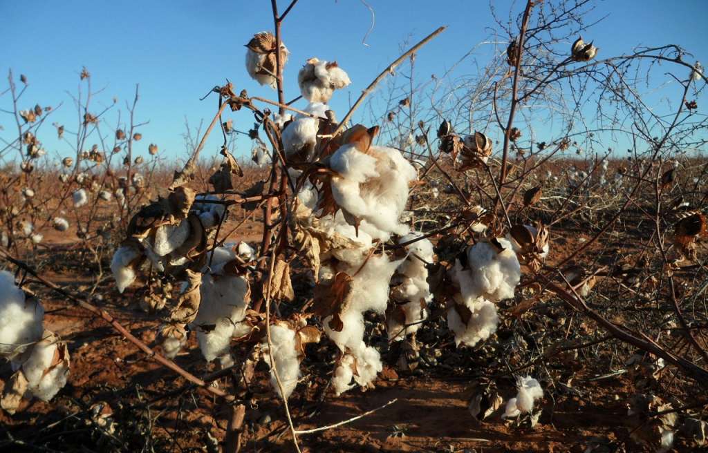Beneficios del algodón orgánico y diferencias con el algodón tradicional